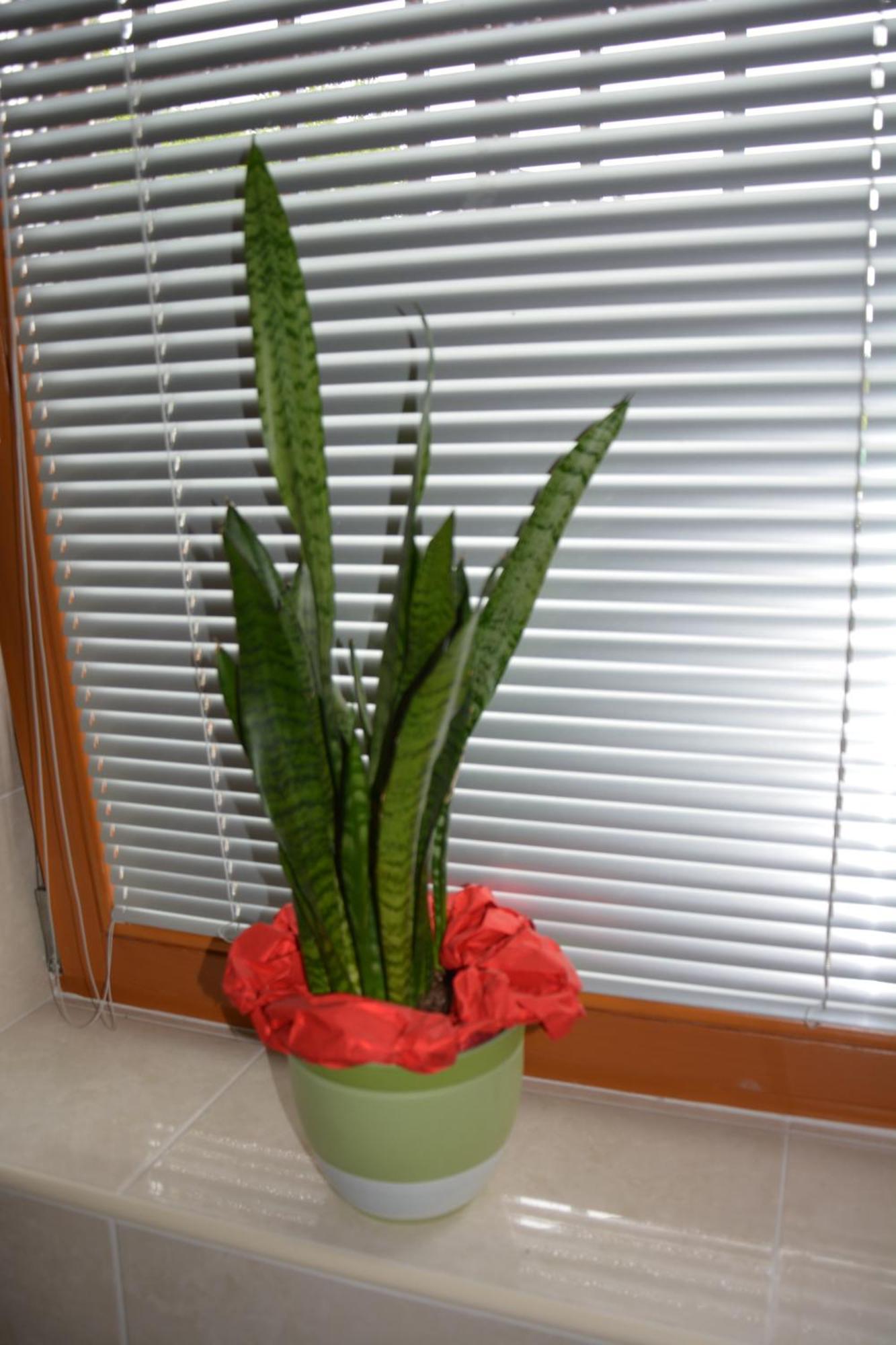 Zoll Apartmaji Kobal מראה חיצוני תמונה